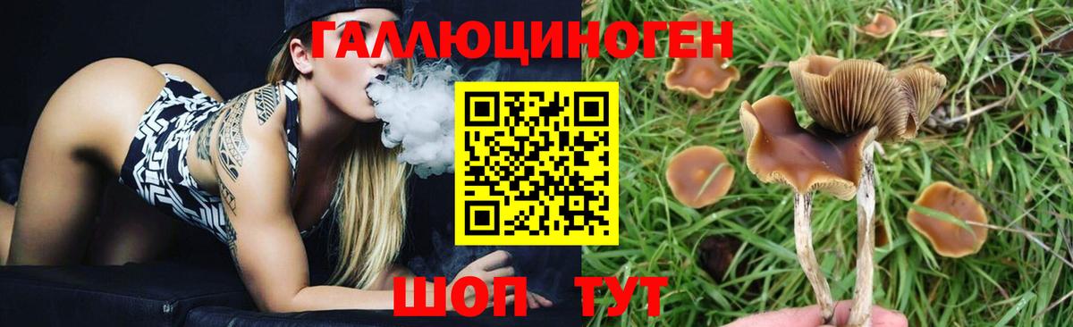 Электрогорск  Псилоцибиновые грибы MAGIC MUSHROOMS  Псилоцибиновые грибы GOLDEN TEACHER  Вход с VPN 